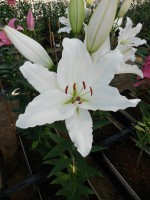 [5675 VZ W09 0976-01 No02.JPG]